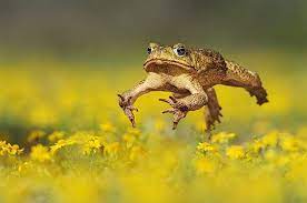 why garden toads are valuable in the