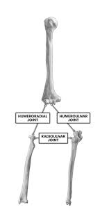 Bone marrow is found in almost all bones where cancellous bone is present. Crossfit Bones Of The Elbow
