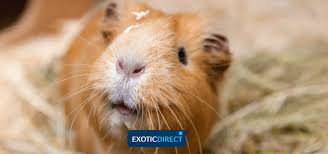 guinea pig noises and their meanings