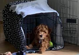 size crate for a miniature goldendoodle