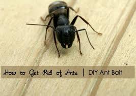 rid of ants with diy ant bait