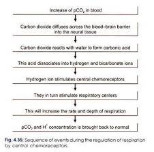 Regulation Of Respiration In Humans