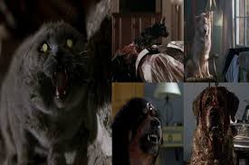 Cats have the uncanny ability to surprise and delight. Top Ten Horrific Pets Horror Movie Horror Homeroom