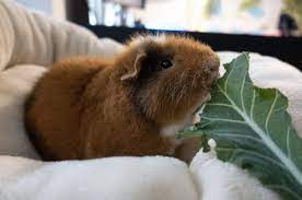 Best Bedding For Guinea Pigs Top 6