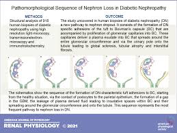 nephron loss in diabetic nephropathy