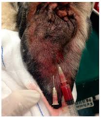 in the treatment of aural hematoma in dogs