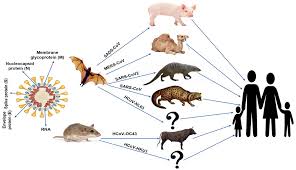 The first is naturally, which may take place when endangered means a plant or animal is at risk of becoming extinct. Frontiers Covid 19 In Human Animal And Environment A Review Veterinary Science