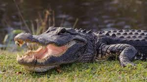 14 Best Places To See Wild Alligators In Florida - Florida Trippers