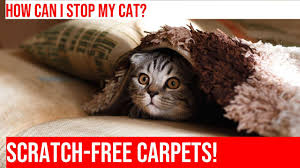 stop your cat from scratching carpets