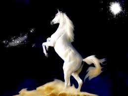 white horse beauty horse night