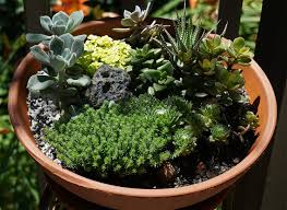 make a stunning succulent dish garden