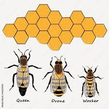 bees queen drone and worker