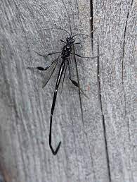 With her long ovipositor, the female giant ichneumon drills into diseased wood to lay an egg on the larva of a wood boring insect, the pigeon horntail. Long Tailed Black Flying Insect Pelecinus Polyturator Bugguide Net