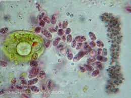 Freshwater and other micro-organisms from Germany: Chromatium okenii Perty  1852; Procaryota/ Cyanobacteria