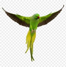 hd png transpa green parrot png