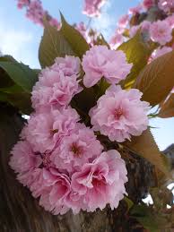 Prunus 'Kanzan' (Japanese Flowering Cherry, Kwanzan Cherry) | North  Carolina Extension Gardener Plant Toolbox