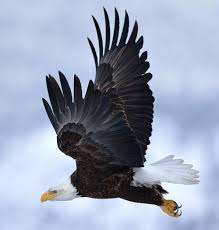It belongs to several groups of genera that are not necessarily closely related to each other. Why The Bald Eagle Is The Most Hardcore Bird In The History Of Hardcore Birds In 15 Facts Audubon California