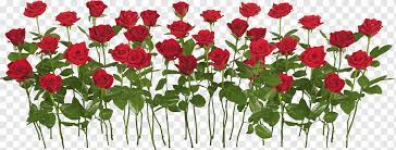 red roses in bloom rose garden flower