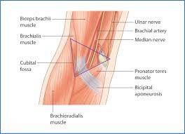 cubital fossa and elbow joint