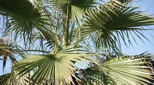 11 best palm trees for texas homes and