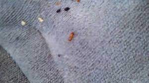 carpet beetles in car you