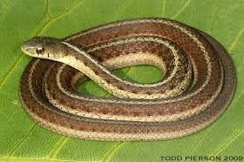 It is in the family colubridae, which includes most of the species of snakes found in the western united states. Thamnophis Sirtalis The Reptile Database
