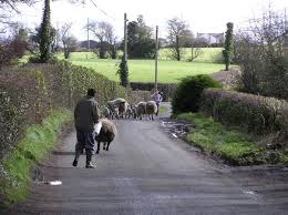 Image result for ireland sheep