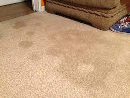 yellow dog vomit stain on carpet