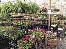 Rochester Area Nurseries And Greenhouses