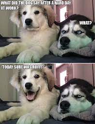 10 Punny Dog Jokes That This Husky Is Sick of Hearing | Funny dog jokes,  Funny animal jokes, Dog jokes