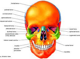 Your head is pretty heavy, so it's lucky to. Skull Anatomy Anterior View Axial Skeleton Body Bones Anatomy Bones