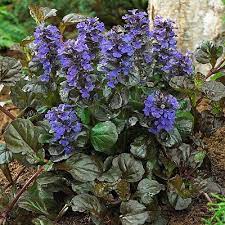 black scallop ajuga bugleweed