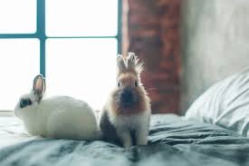 should my pet rabbit sleep in bed with