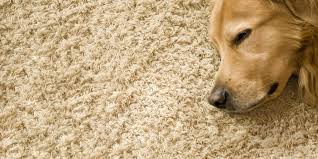 pet proofing your carpet