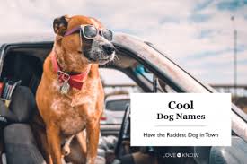 cool dog names have the raddest dog in