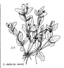 Sp. Alyssum robertianum - florae.it