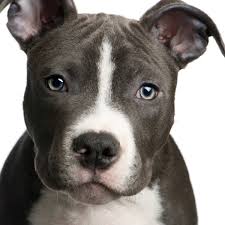 Check spelling or type a new query. Training A Pit Bull Puppy Thriftyfun