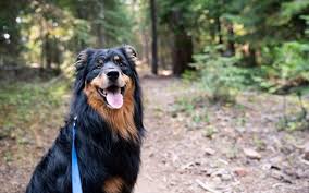 10 dog friendly hiking trails in texas