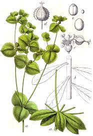 Euphorbia platyphyllos - Wikipedia, la enciclopedia libre