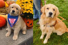 Golden retriever puppies for sale, dog cat and pet boarding, kennels and grooming in southeast michigan. Consider Raising A Puppy Leader Dogs For The Blind