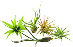 Are air plants poisonous to cats. Are Air Plants Safe For Cats Or Toxic Pet Care Advisors