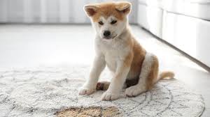 Pet Stain Removers For Carpets