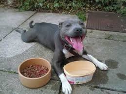 4154 likes · 18 talking about this. Blue Staffordshire Bull Terrier Youtube