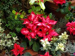 por christmas plants and flowers