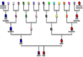 62 Uncommon How Do You Make A Pedigree Chart