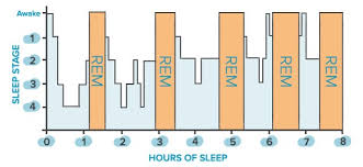 Sleep Cycle Diagram Catalogue Of Schemas