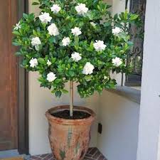 Gardenia Live Plant Gandh Raj Ka