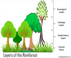 layers of the rainforest rainforest