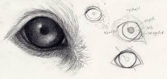 Cat breeds vary by origin, size, and coat types. How To Draw Animal Eyes For Beginners Novocom Top