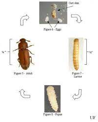 red and confused flour beetles